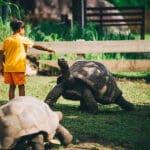 El encuentro con las tortugas gigantes de la isla es una de las atracciones para los niños.  