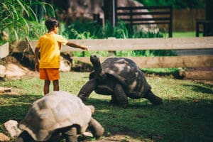El encuentro con las tortugas gigantes de la isla es una de las atracciones para los niños.  