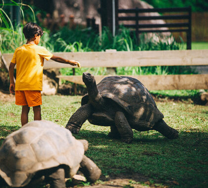 Meeting the island's giant tortoises is a highlight for children.  