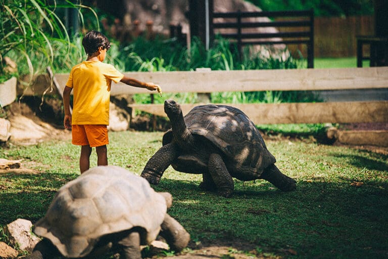 Meeting the island's giant tortoises is a highlight for children.  