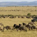 Spot the herds of the Great Migration in season.