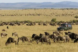 Spot the herds of the Great Migration in season.