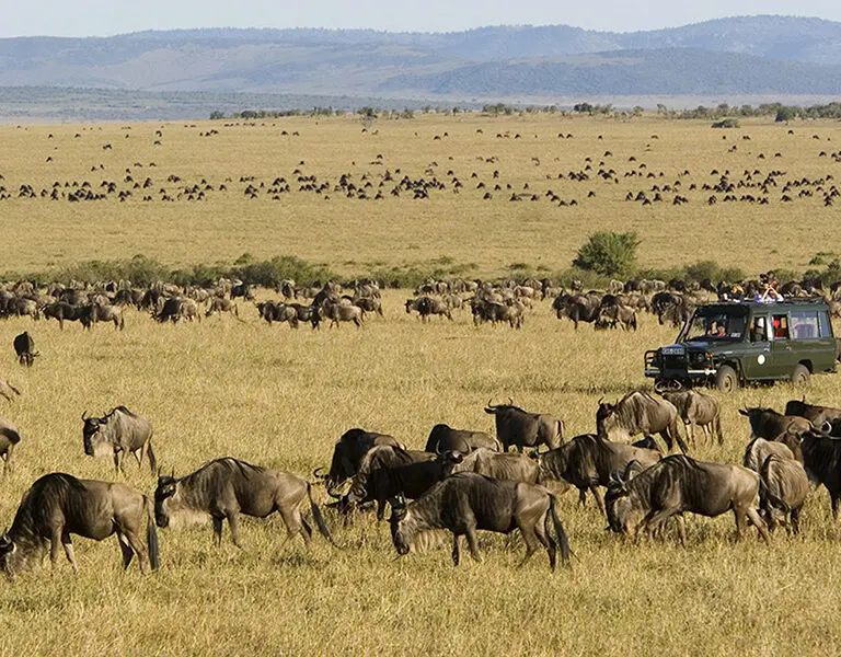 Spot the herds of the Great Migration in season.