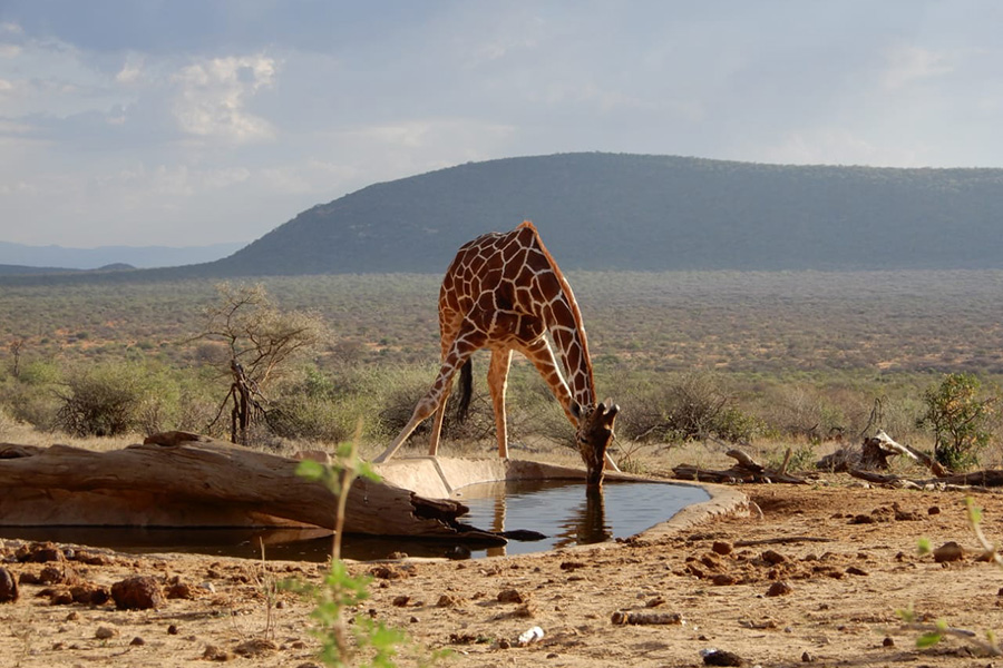Saruni Samburu Lodge-Reticulate-giraffe