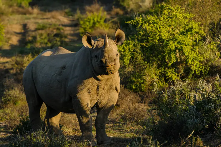 Avistamiento de rinocerontes en la Reserva Privada de Caza de Kwandwe, en Sudáfrica.
