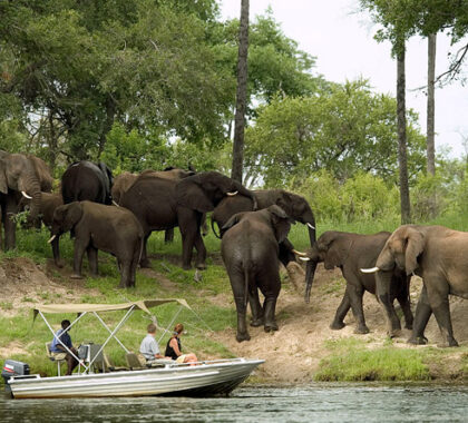 A river cruise holds the promise of seeing wildlife in the Zambezi National Park.
