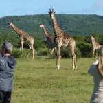 Addo alberga una gran variedad de animales, entre ellos jirafas, que pueden verse a pie o en vehículos de caza.