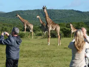 Addo alberga una gran variedad de animales, entre ellos jirafas, que pueden verse a pie o en vehículos de caza.