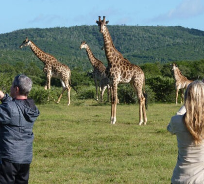 Addo is home to a wide variety of animals, including giraffe, which can be seen on foot or by game vehicle.