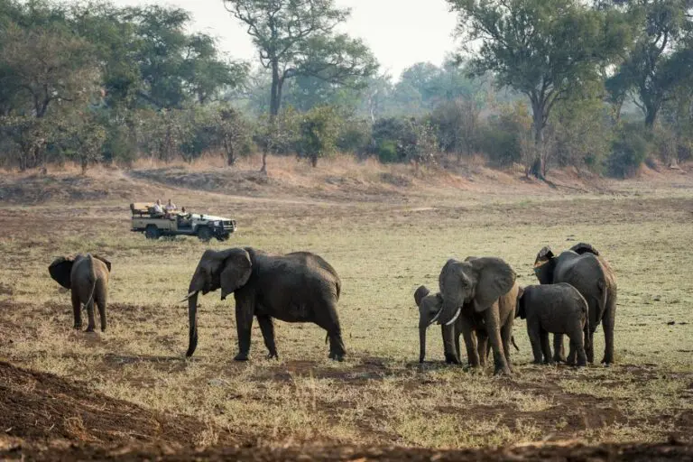 Game drive.