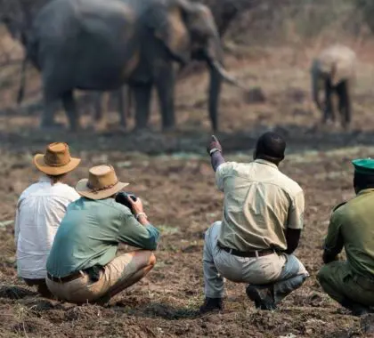 Safari a pie.
