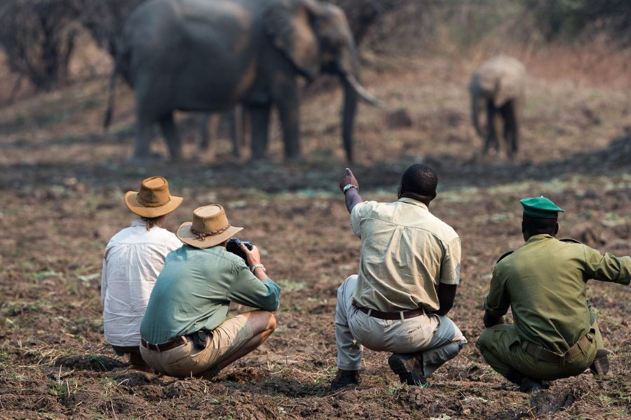 Four people crouch down near a herd of elephants while on a walking safari from Robin's House | Go2Africa