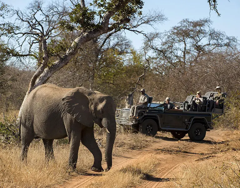rockfig-safari-lodge-timbavati-kruger-game-drive