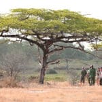 Recorridos en vehículo, caminatas guiadas y safaris fluviales.