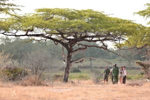 Recorridos en vehículo, caminatas guiadas y safaris fluviales.