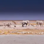 Desert-adapted animals in Etosha.