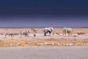 Desert-adapted animals in Etosha.