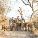 Enjoy incredible big cat sightings on safari at Royal Malewane