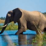 Elephants are often seen wandering through the shallows in the river as they cool off from the heat.
