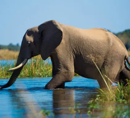 Elephants are often seen wandering through the shallows in the river as they cool off from the heat.
