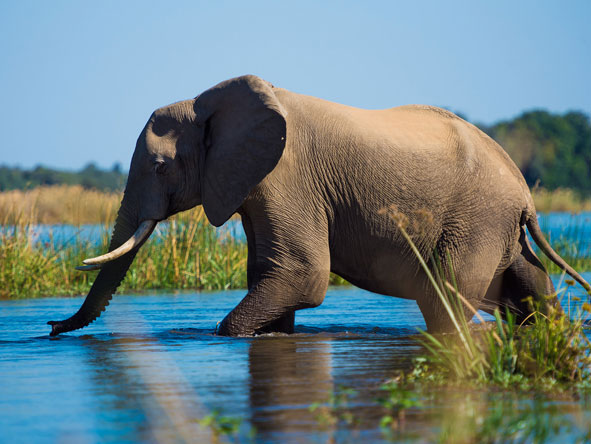Elephants are often seen wandering through the shallows in the river as they cool off from the heat.
