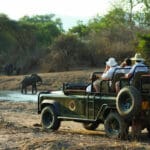 Game drives are conducted in open-air safari vehicles, ideal for photography.
