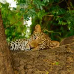 Keep your eye out for leopard, most likely seen lazing about in the branches of a tall tree during the day.
