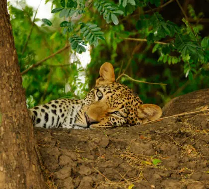 Keep your eye out for leopard, most likely seen lazing about in the branches of a tall tree during the day.
