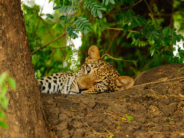 Keep your eye out for leopard, most likely seen lazing about in the branches of a tall tree during the day.
