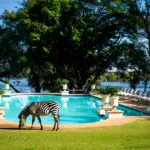 Cebras, impalas, jirafas y pequeños antílopes pastan en los terrenos.