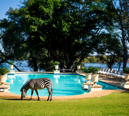 Zebras, impala, giraffe & small antelope graze on grounds.