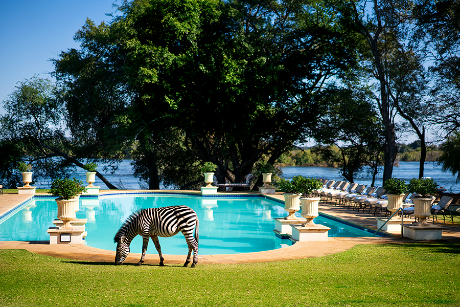 A single zebra grazes on the grass by the pool at the Royal Livingstone Hotel in Zimbabwe | Go2Africa