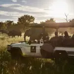 Safari.