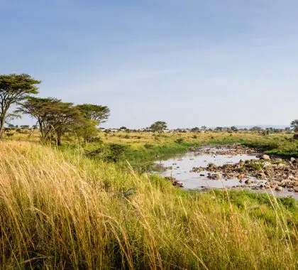 singita-mara-river-tented-camp-mara-river