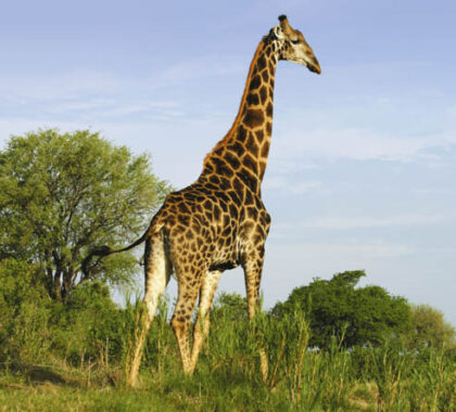 South Africa Luxury Safari