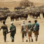 Chikoko Tree Camp is set far from roads & vehicles: the emphasis is firmly on the walking experience.