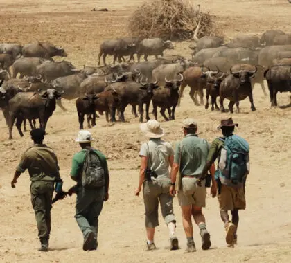 Chikoko Tree Camp is set far from roads & vehicles: the emphasis is firmly on the walking experience.