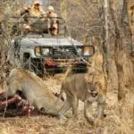 Walking safaris are blended with game drives at Tafika Camp to deliver a comprehensive safari experience.