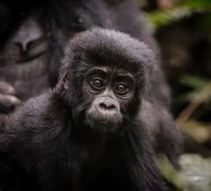 Juvenile gorilla.