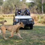 Thrilling game drive activities on offer.