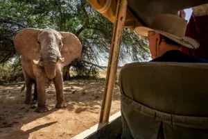 Encuentro cercano con un elefante