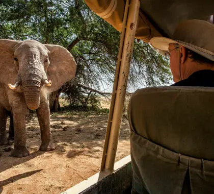 Encuentro cercano con un elefante