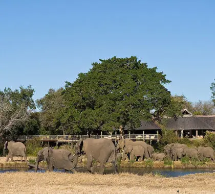 Sabi Sabi Bush Lodge en Sabi Sands, Kruger. 