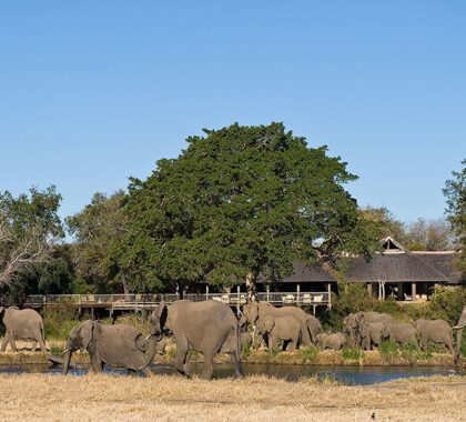 Sabi-Sabi-Bush-Lodge-Elephants-at-Lodge