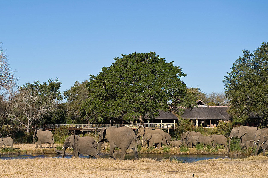 An elephant herd roaming in front of Sabi Sabi Bush Lodge.