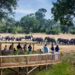 Elephants frequent the waterhole in front of camp at Sabi Sabi Bush Lodge.
