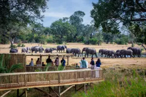 Elephants frequent the waterhole in front of camp at Sabi Sabi Bush Lodge. 