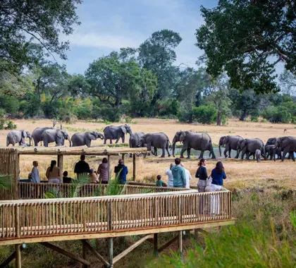 Elephants frequent the waterhole in front of camp at Sabi Sabi Bush Lodge. 