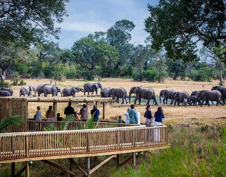 Elephants frequent the waterhole in front of camp at Sabi Sabi Bush Lodge. 