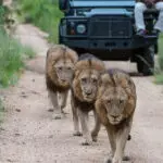 Sabi Sands is renowned for its big cat sightings - exclusive to guests of the reserve | Sabi Sabi Bush Lodge